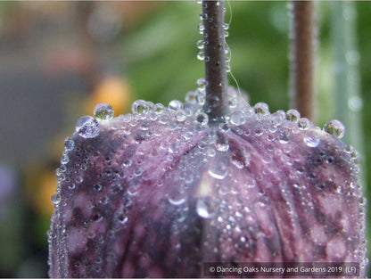 Bulbs & Tubers ~ Fritillaria meleagris, Checkered Lily ~ Dancing Oaks Nursery and Gardens ~ Retail Nursery ~ Mail Order Nursery