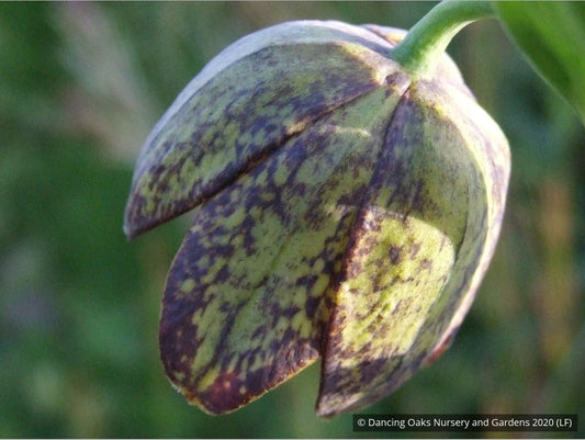 Bulbs & Tubers ~ Fritillaria affinis (F. lanceolata) , Chocolate Lily ~ Dancing Oaks Nursery and Gardens ~ Retail Nursery ~ Mail Order Nursery