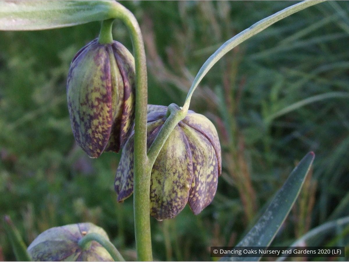 Bulbs & Tubers ~ Fritillaria affinis (F. lanceolata) , Chocolate Lily ~ Dancing Oaks Nursery and Gardens ~ Retail Nursery ~ Mail Order Nursery