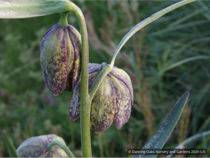 Bulbs & Tubers ~ Fritillaria affinis (F. lanceolata) , Chocolate Lily ~ Dancing Oaks Nursery and Gardens ~ Retail Nursery ~ Mail Order Nursery