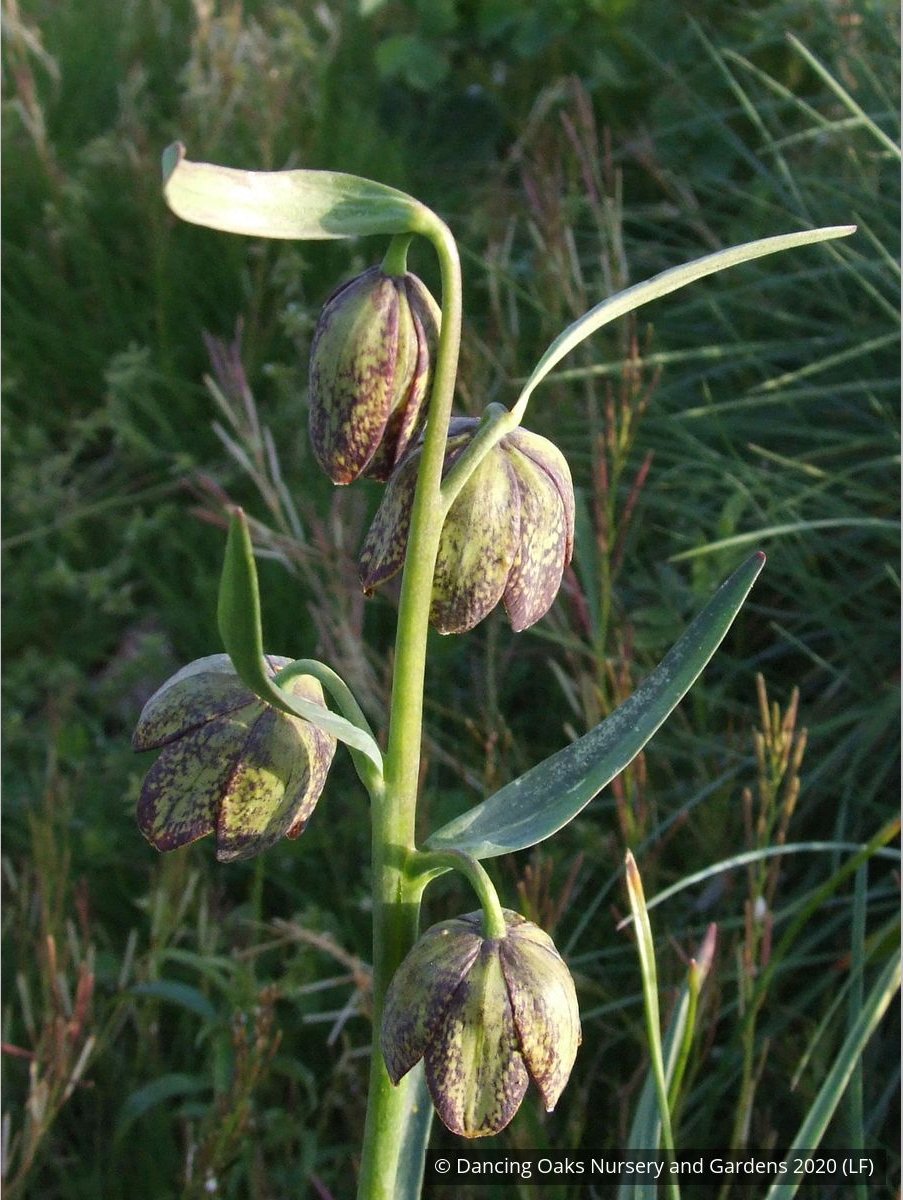 Bulbs & Tubers ~ Fritillaria affinis (F. lanceolata) , Chocolate Lily ~ Dancing Oaks Nursery and Gardens ~ Retail Nursery ~ Mail Order Nursery