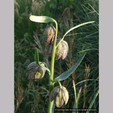 Bulbs & Tubers ~ Fritillaria affinis (F. lanceolata) , Chocolate Lily ~ Dancing Oaks Nursery and Gardens ~ Retail Nursery ~ Mail Order Nursery