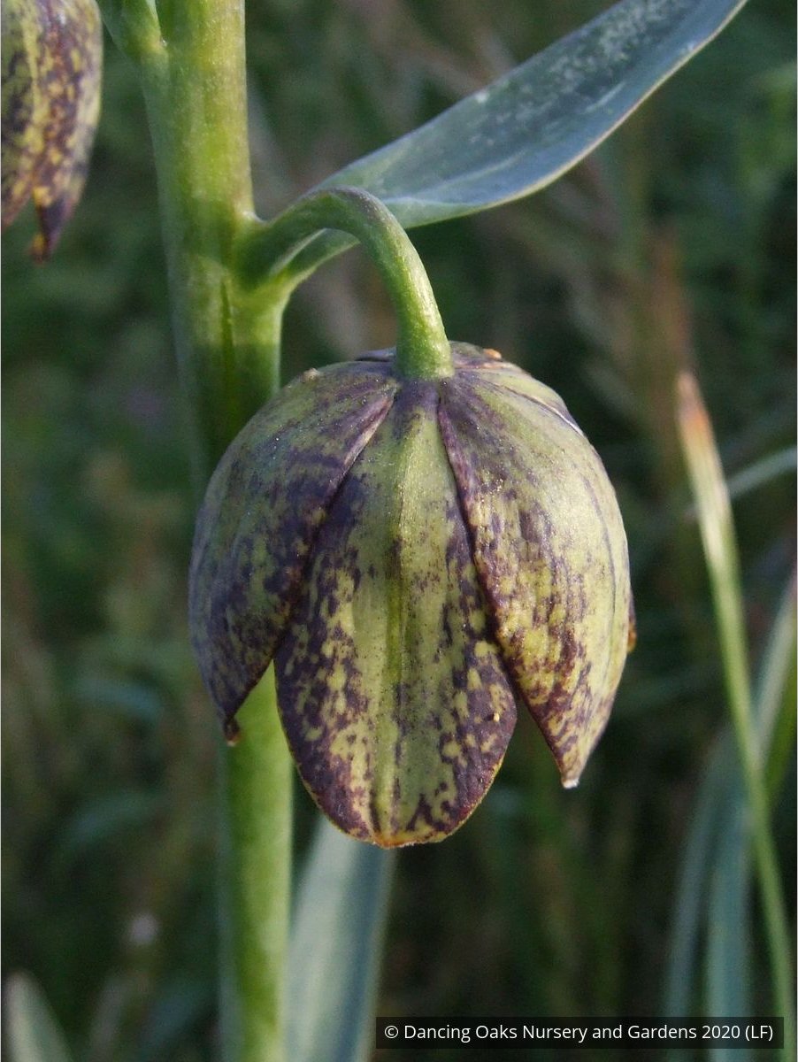 Bulbs & Tubers ~ Fritillaria affinis (F. lanceolata) , Chocolate Lily ~ Dancing Oaks Nursery and Gardens ~ Retail Nursery ~ Mail Order Nursery