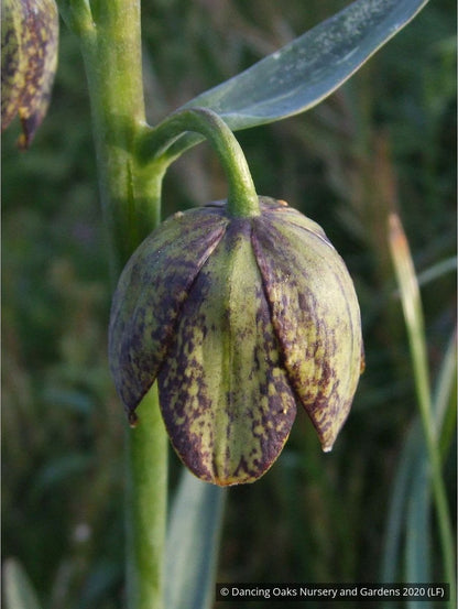 Bulbs & Tubers ~ Fritillaria affinis (F. lanceolata) , Chocolate Lily ~ Dancing Oaks Nursery and Gardens ~ Retail Nursery ~ Mail Order Nursery