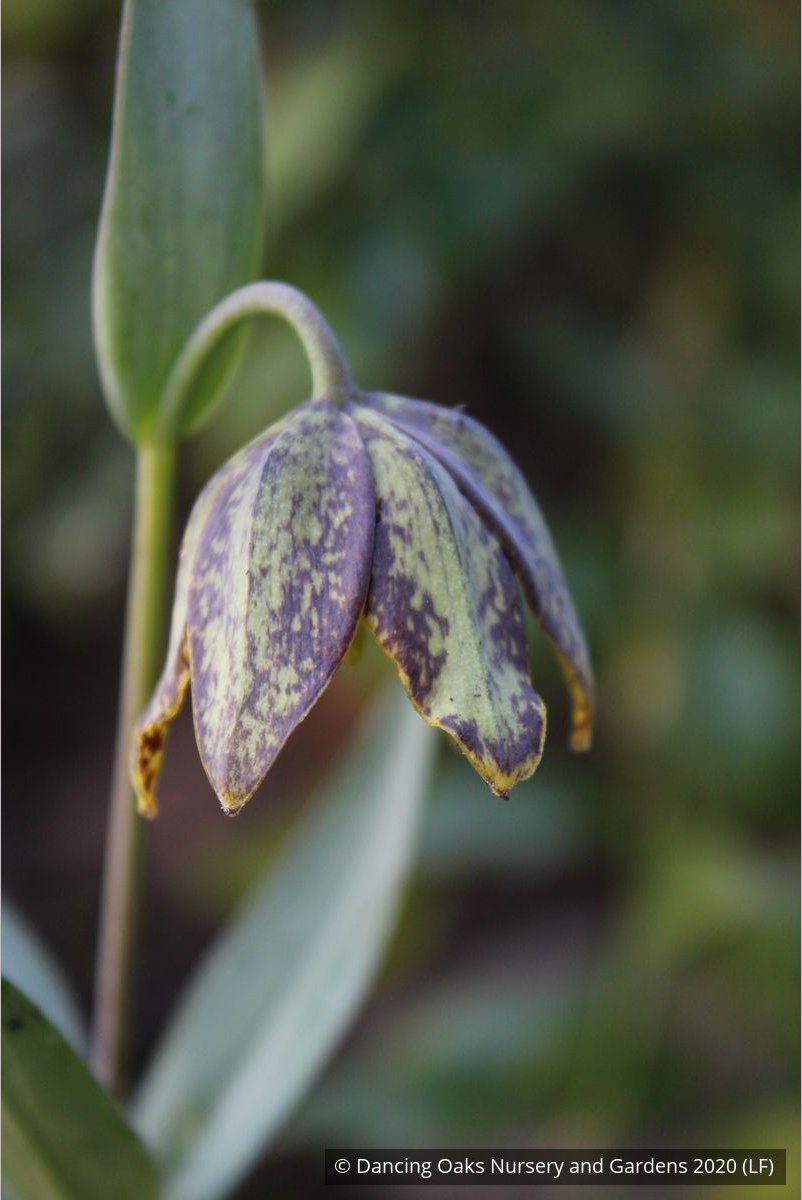 Bulbs & Tubers ~ Fritillaria affinis (F. lanceolata) , Chocolate Lily ~ Dancing Oaks Nursery and Gardens ~ Retail Nursery ~ Mail Order Nursery