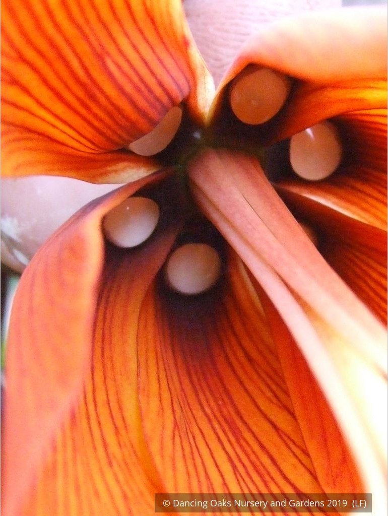 Bulbs & Tubers ~ Fritillaria imperialis 'Rubra Maxima', Crown Imperial ~ Dancing Oaks Nursery and Gardens ~ Retail Nursery ~ Mail Order Nursery
