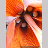 Bulbs & Tubers ~ Fritillaria imperialis 'Rubra Maxima', Crown Imperial ~ Dancing Oaks Nursery and Gardens ~ Retail Nursery ~ Mail Order Nursery