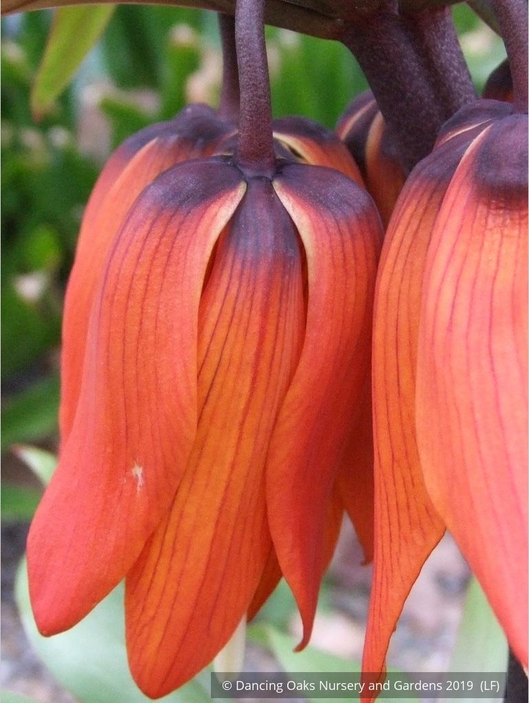Bulbs & Tubers ~ Fritillaria imperialis 'Rubra Maxima', Crown Imperial ~ Dancing Oaks Nursery and Gardens ~ Retail Nursery ~ Mail Order Nursery