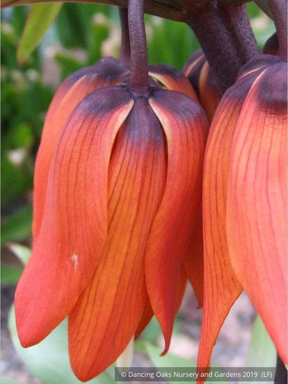 Bulbs & Tubers ~ Fritillaria imperialis 'Rubra Maxima', Crown Imperial ~ Dancing Oaks Nursery and Gardens ~ Retail Nursery ~ Mail Order Nursery