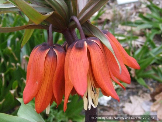 Bulbs & Tubers ~ Fritillaria imperialis 'Rubra Maxima', Crown Imperial ~ Dancing Oaks Nursery and Gardens ~ Retail Nursery ~ Mail Order Nursery