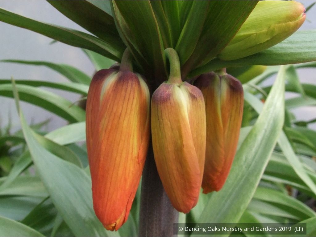 Bulbs & Tubers ~ Fritillaria imperialis 'Rubra Maxima', Crown Imperial ~ Dancing Oaks Nursery and Gardens ~ Retail Nursery ~ Mail Order Nursery