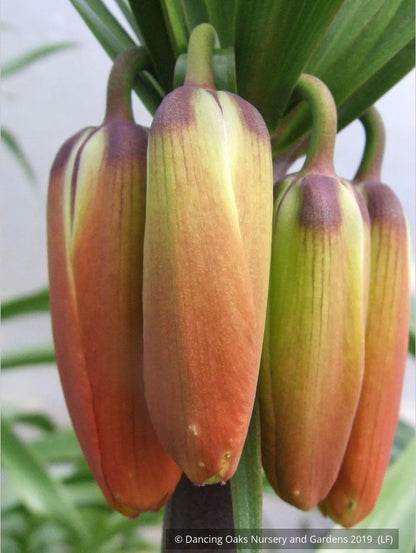 Bulbs & Tubers ~ Fritillaria imperialis 'Rubra Maxima', Crown Imperial ~ Dancing Oaks Nursery and Gardens ~ Retail Nursery ~ Mail Order Nursery