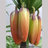 Bulbs & Tubers ~ Fritillaria imperialis 'Rubra Maxima', Crown Imperial ~ Dancing Oaks Nursery and Gardens ~ Retail Nursery ~ Mail Order Nursery