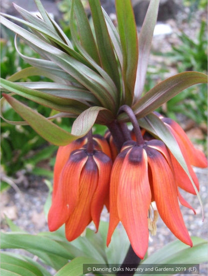 Bulbs & Tubers ~ Fritillaria imperialis 'Rubra Maxima', Crown Imperial ~ Dancing Oaks Nursery and Gardens ~ Retail Nursery ~ Mail Order Nursery