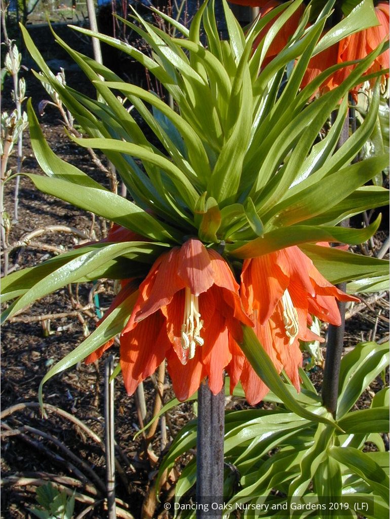 Bulbs & Tubers ~ Fritillaria imperialis 'Rubra Maxima', Crown Imperial ~ Dancing Oaks Nursery and Gardens ~ Retail Nursery ~ Mail Order Nursery