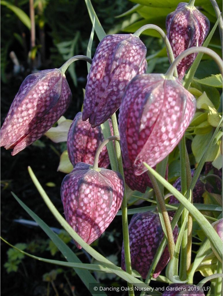 Bulbs & Tubers ~ Fritillaria meleagris, Checkered Lily ~ Dancing Oaks Nursery and Gardens ~ Retail Nursery ~ Mail Order Nursery