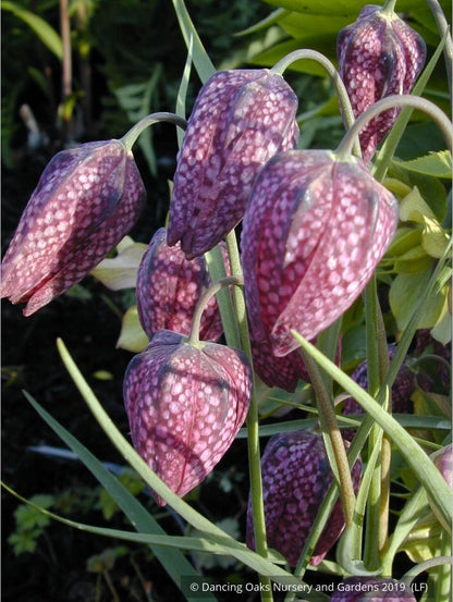 Bulbs & Tubers ~ Fritillaria meleagris, Checkered Lily ~ Dancing Oaks Nursery and Gardens ~ Retail Nursery ~ Mail Order Nursery
