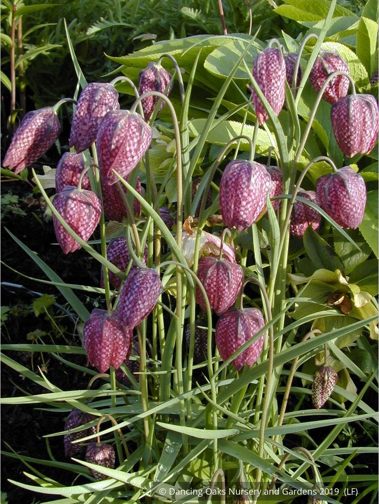 Bulbs & Tubers ~ Fritillaria meleagris, Checkered Lily ~ Dancing Oaks Nursery and Gardens ~ Retail Nursery ~ Mail Order Nursery