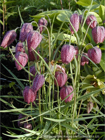 Bulbs & Tubers ~ Fritillaria meleagris, Checkered Lily ~ Dancing Oaks Nursery and Gardens ~ Retail Nursery ~ Mail Order Nursery