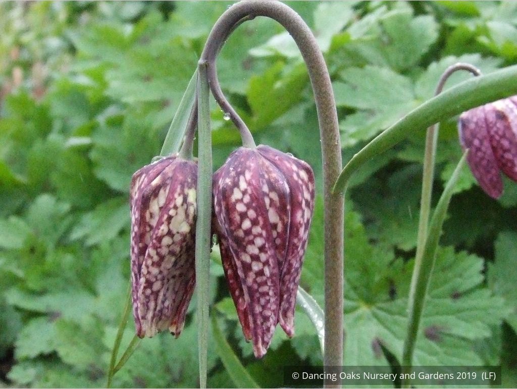 Bulbs & Tubers ~ Fritillaria meleagris, Checkered Lily ~ Dancing Oaks Nursery and Gardens ~ Retail Nursery ~ Mail Order Nursery
