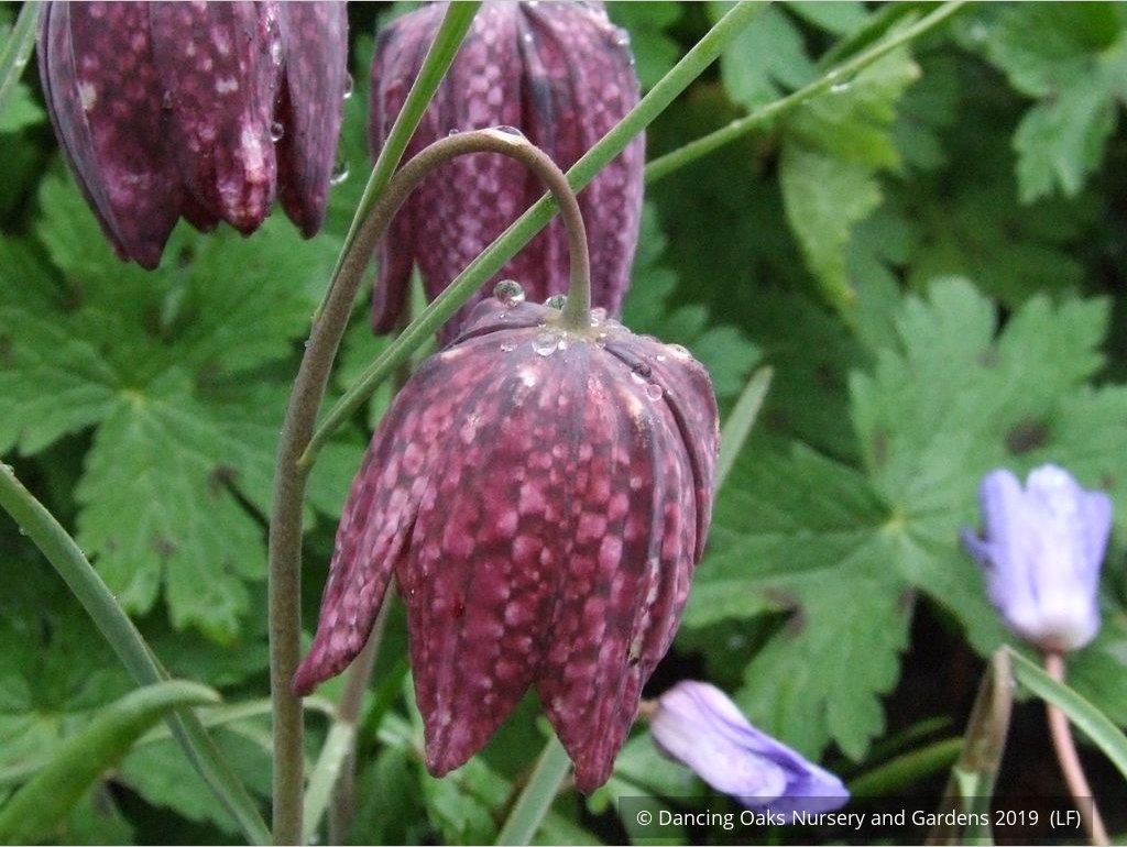 Bulbs & Tubers ~ Fritillaria meleagris, Checkered Lily ~ Dancing Oaks Nursery and Gardens ~ Retail Nursery ~ Mail Order Nursery