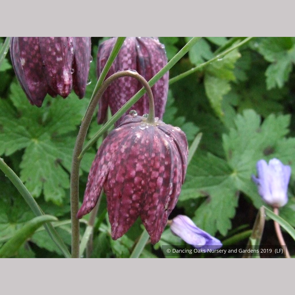 Fritillaria Meleagris, Checkered Lily – Dancing Oaks Nursery And Gardens