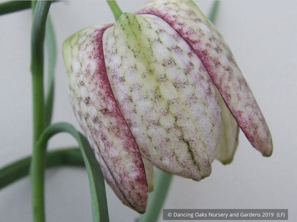 Bulbs & Tubers ~ Fritillaria meleagris, Checkered Lily ~ Dancing Oaks Nursery and Gardens ~ Retail Nursery ~ Mail Order Nursery