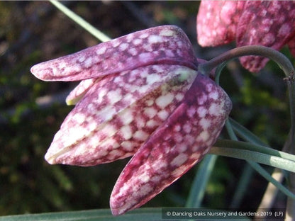 Bulbs & Tubers ~ Fritillaria meleagris, Checkered Lily ~ Dancing Oaks Nursery and Gardens ~ Retail Nursery ~ Mail Order Nursery