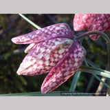 Bulbs & Tubers ~ Fritillaria meleagris, Checkered Lily ~ Dancing Oaks Nursery and Gardens ~ Retail Nursery ~ Mail Order Nursery