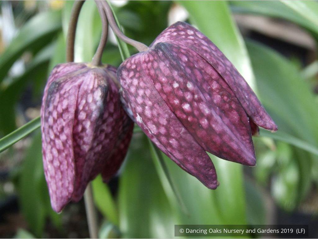Bulbs & Tubers ~ Fritillaria meleagris, Checkered Lily ~ Dancing Oaks Nursery and Gardens ~ Retail Nursery ~ Mail Order Nursery