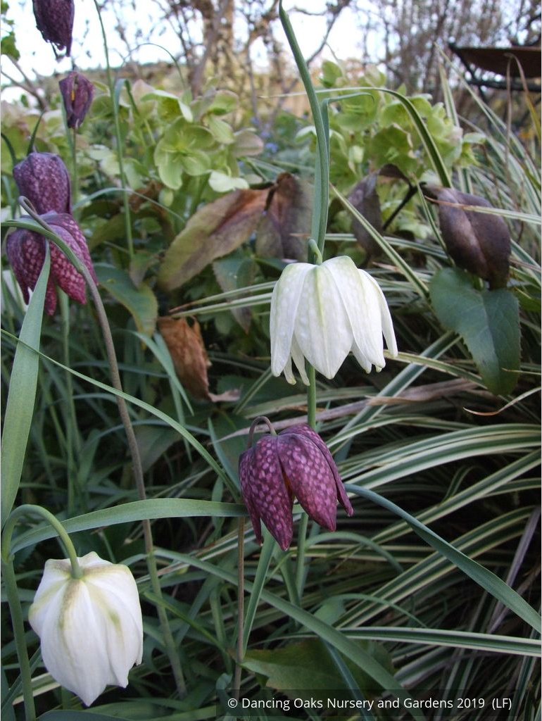 Bulbs & Tubers ~ Fritillaria meleagris, Checkered Lily ~ Dancing Oaks Nursery and Gardens ~ Retail Nursery ~ Mail Order Nursery