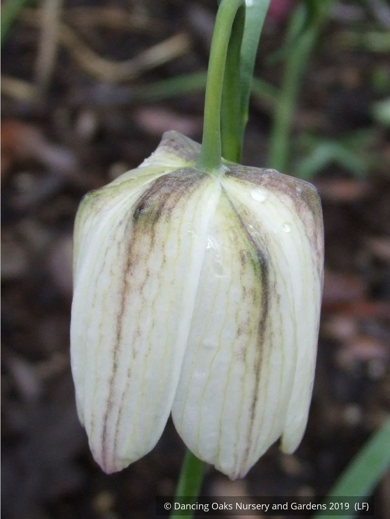 Bulbs & Tubers ~ Fritillaria meleagris, Checkered Lily ~ Dancing Oaks Nursery and Gardens ~ Retail Nursery ~ Mail Order Nursery