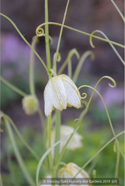 Bulbs & Tubers ~ Fritillaria verticillata ~ Dancing Oaks Nursery and Gardens ~ Retail Nursery ~ Mail Order Nursery