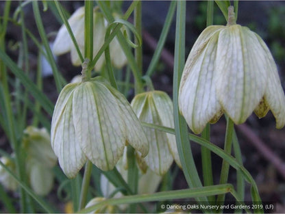 Bulbs & Tubers ~ Fritillaria verticillata ~ Dancing Oaks Nursery and Gardens ~ Retail Nursery ~ Mail Order Nursery
