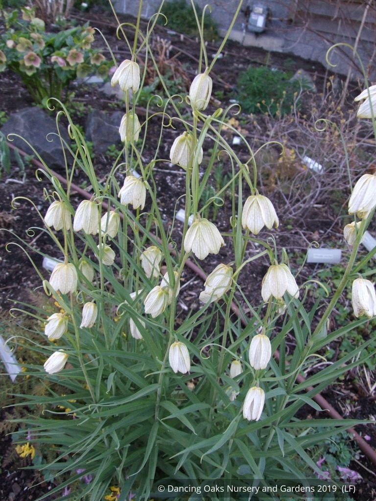 Bulbs & Tubers ~ Fritillaria verticillata ~ Dancing Oaks Nursery and Gardens ~ Retail Nursery ~ Mail Order Nursery