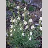 Bulbs & Tubers ~ Fritillaria verticillata ~ Dancing Oaks Nursery and Gardens ~ Retail Nursery ~ Mail Order Nursery