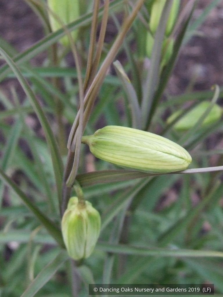 Bulbs & Tubers ~ Fritillaria verticillata ~ Dancing Oaks Nursery and Gardens ~ Retail Nursery ~ Mail Order Nursery