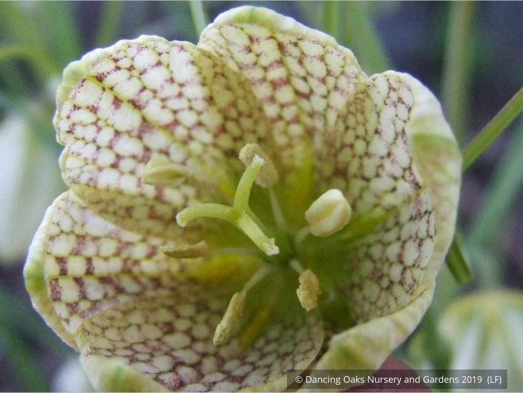 Bulbs & Tubers ~ Fritillaria verticillata ~ Dancing Oaks Nursery and Gardens ~ Retail Nursery ~ Mail Order Nursery
