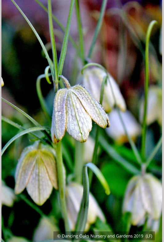 Bulbs & Tubers ~ Fritillaria verticillata ~ Dancing Oaks Nursery and Gardens ~ Retail Nursery ~ Mail Order Nursery