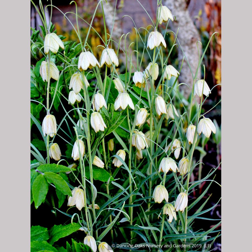 Bulbs & Tubers ~ Fritillaria verticillata ~ Dancing Oaks Nursery and Gardens ~ Retail Nursery ~ Mail Order Nursery