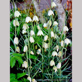Bulbs & Tubers ~ Fritillaria verticillata ~ Dancing Oaks Nursery and Gardens ~ Retail Nursery ~ Mail Order Nursery
