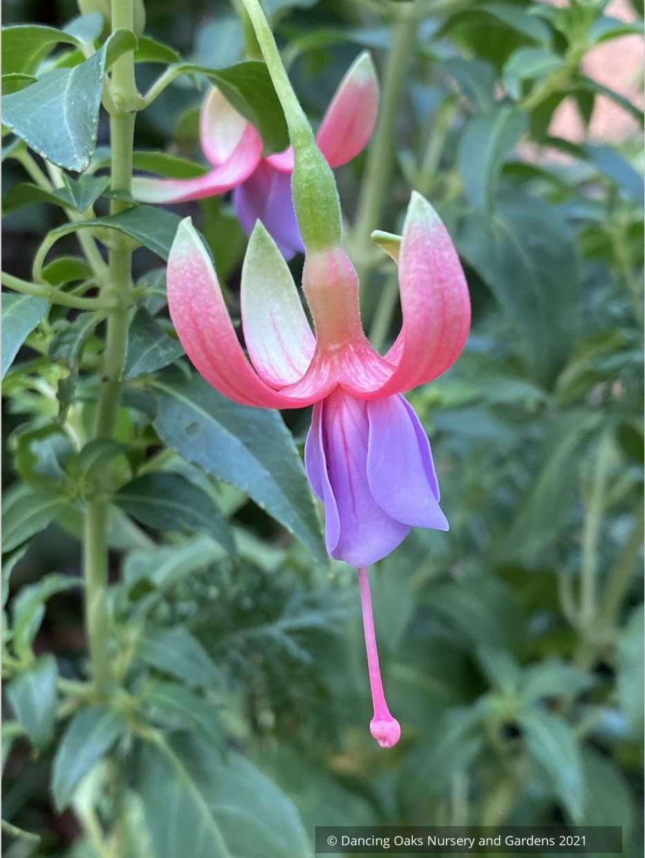 Perennials ~ Fuchsia 'Foxgrove Wood', Hardy Fuchsia ~ Dancing Oaks Nursery and Gardens ~ Retail Nursery ~ Mail Order Nursery