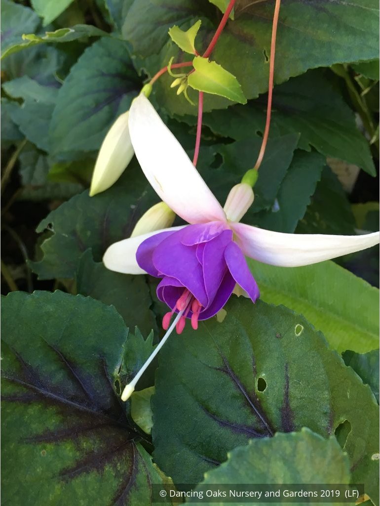 Perennials ~ Fuchsia 'Delta's Sarah', Hardy Fuchsia ~ Dancing Oaks Nursery and Gardens ~ Retail Nursery ~ Mail Order Nursery