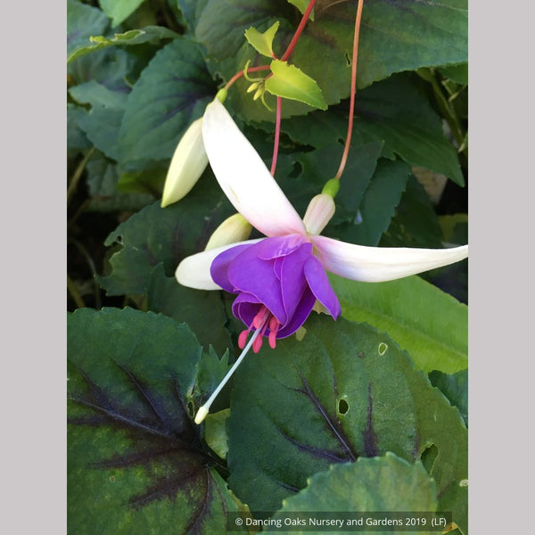FuchsiaDeltasSarah12_sm1_600x6