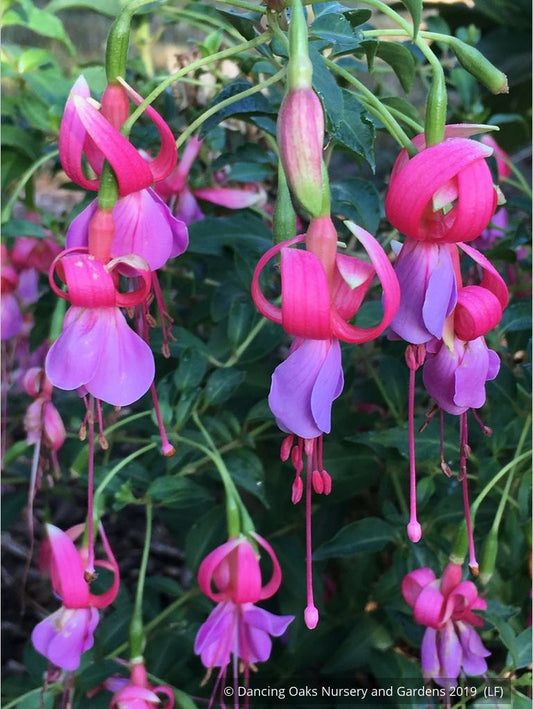 Perennials ~ Fuchsia 'Foxgrove Wood', Hardy Fuchsia ~ Dancing Oaks Nursery and Gardens ~ Retail Nursery ~ Mail Order Nursery