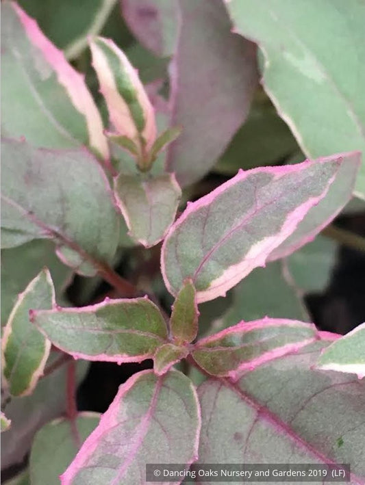 Perennials ~ Fuchsia 'Gracilis Tricolor', Tricolor Fuchsia ~ Dancing Oaks Nursery and Gardens ~ Retail Nursery ~ Mail Order Nursery