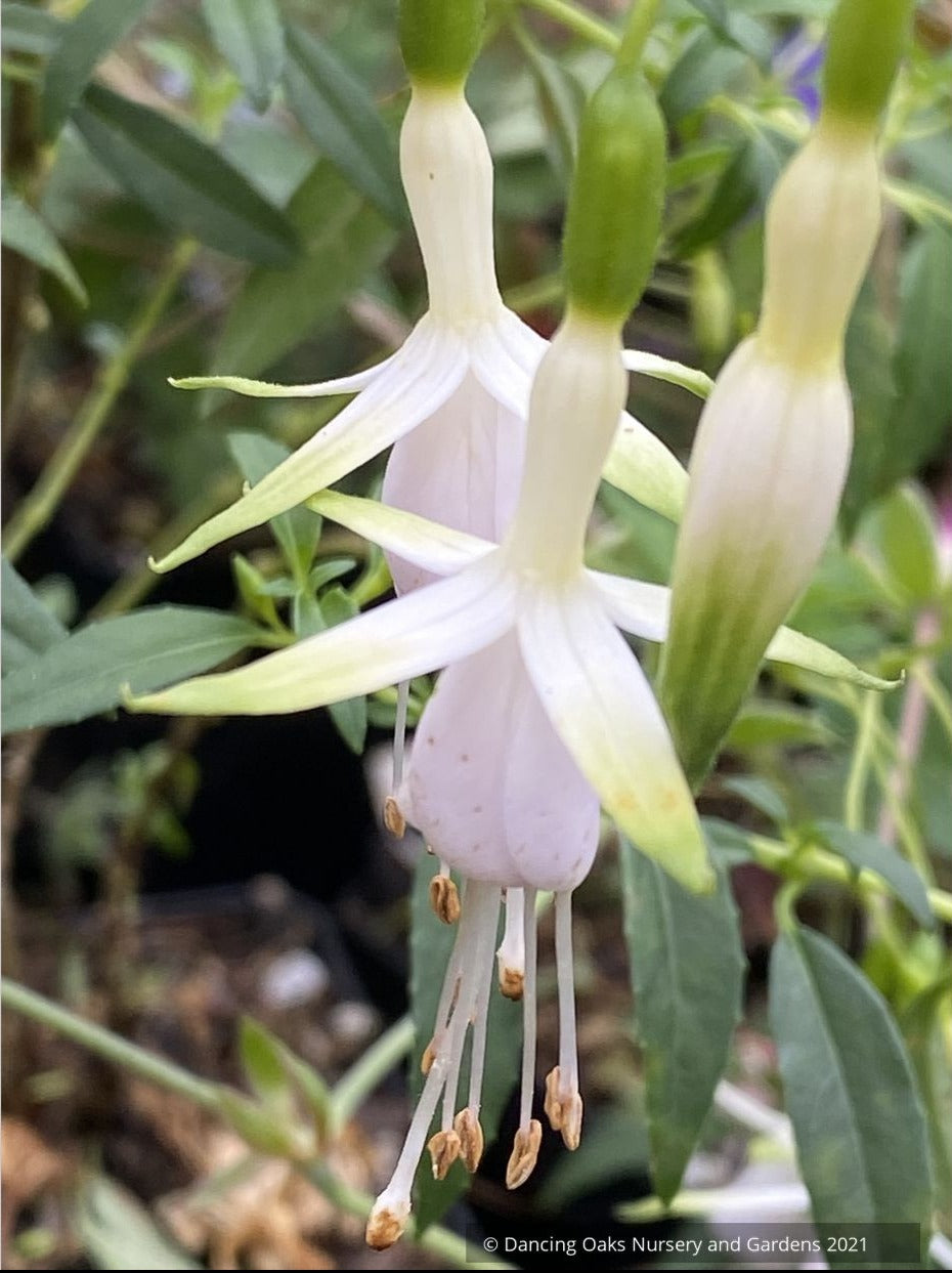 Fuchsia 'Hawkshead'