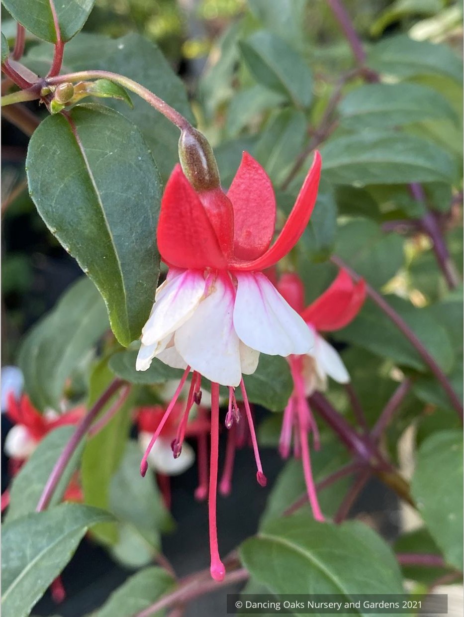 Perennials ~ Fuchsia 'Jingle Bells' ~ Dancing Oaks Nursery and Gardens ~ Retail Nursery ~ Mail Order Nursery
