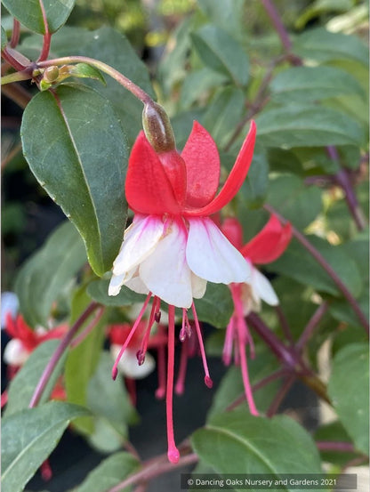 Perennials ~ Fuchsia 'Jingle Bells' ~ Dancing Oaks Nursery and Gardens ~ Retail Nursery ~ Mail Order Nursery
