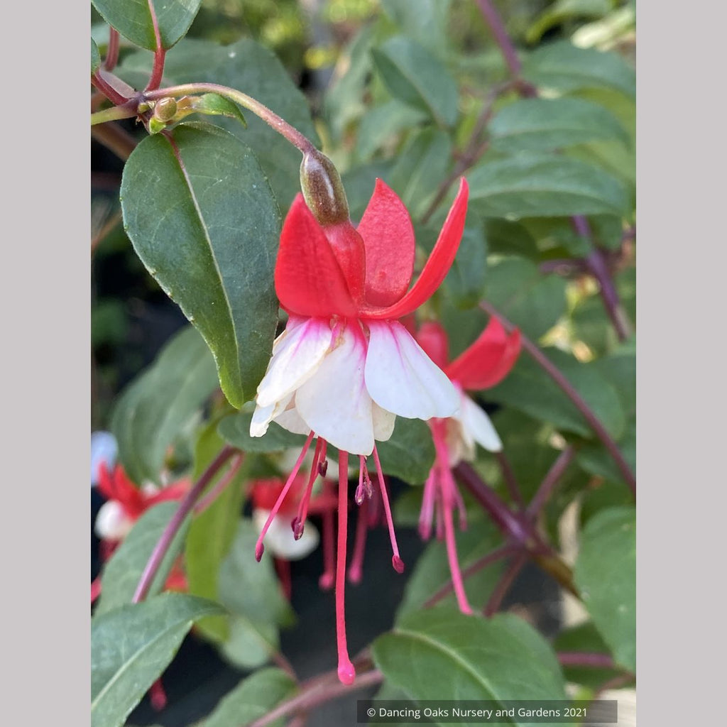 Fuchsia 'Jingle Bells' Dancing Oaks Nursery and Gardens